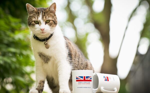 15 metų tarnybos: katinas Laris ir toliau eina „JK vyriausybės vyriausiojo peliautojo“ pareigas