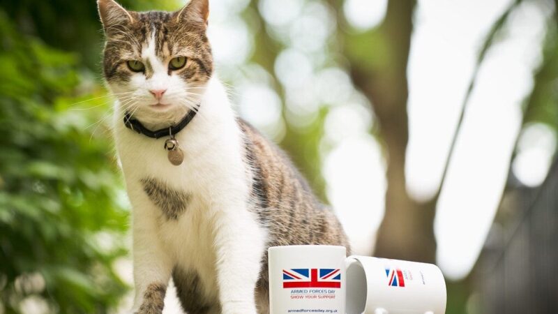 15 metų tarnybos: katinas Laris ir toliau eina „JK vyriausybės vyriausiojo peliautojo“ pareigas