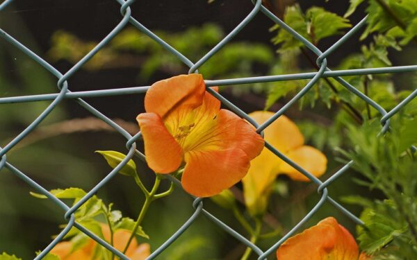 Neteisėtas judėjimas išaiškintas: bet kiek dar tokių maršrutų veikia nepastebimai?