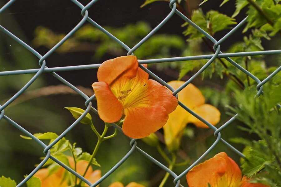 Neteisėtas judėjimas išaiškintas: bet kiek dar tokių maršrutų veikia nepastebimai?