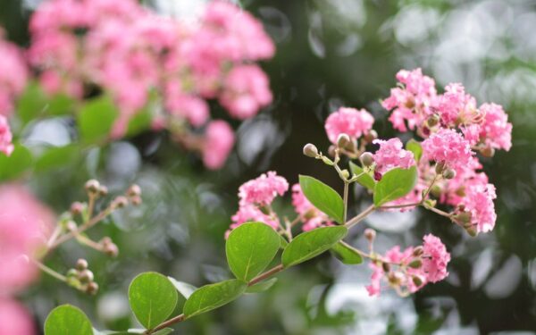 Ieškantiems išskirtinio augalo: indinė lagerstremija stebina ilgu žydėjimu ir paprasta priežiūra