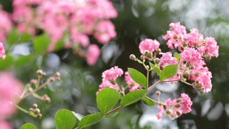 Ieškantiems išskirtinio augalo: indinė lagerstremija stebina ilgu žydėjimu ir paprasta priežiūra
