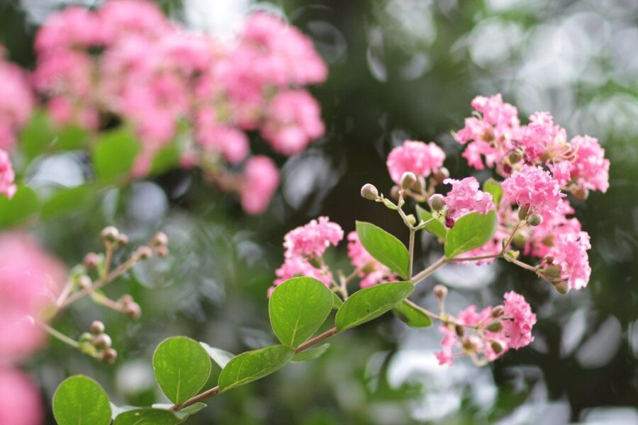 Ieškantiems išskirtinio augalo: indinė lagerstremija stebina ilgu žydėjimu ir paprasta priežiūra