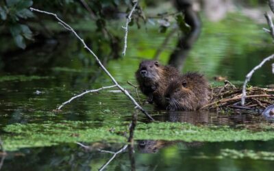 Iš mados į draudžiamų sąrašą: sovietmečiu buvus itin populiari mėsa šiandien kelia problemų