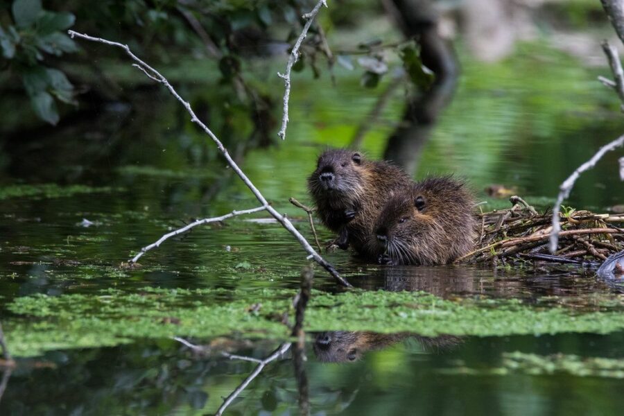 Iš mados į draudžiamų sąrašą: sovietmečiu buvus itin populiari mėsa šiandien kelia problemų