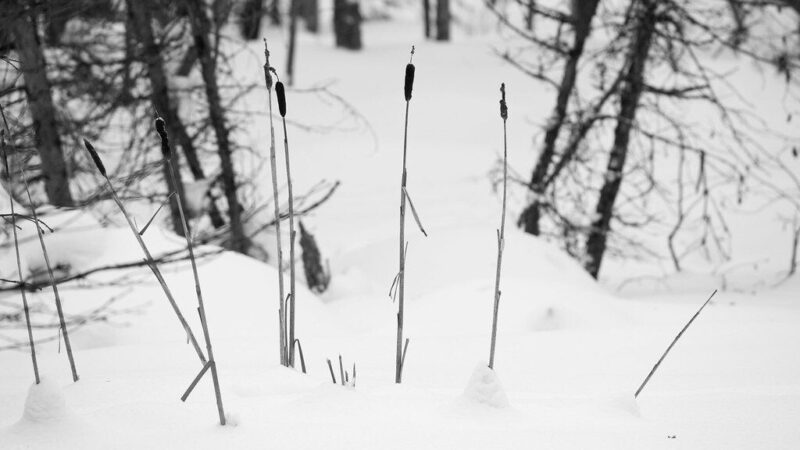 Garsusis švilpikas Philas vėl prabilo: jo signalas žiemos nemėgstantiems nepatiks