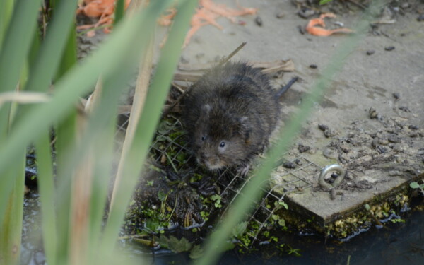 Kurmis pelėnas daro daugiau žalos nei manote: sužinokite, kaip jį atpažinti ir sustabdyti
