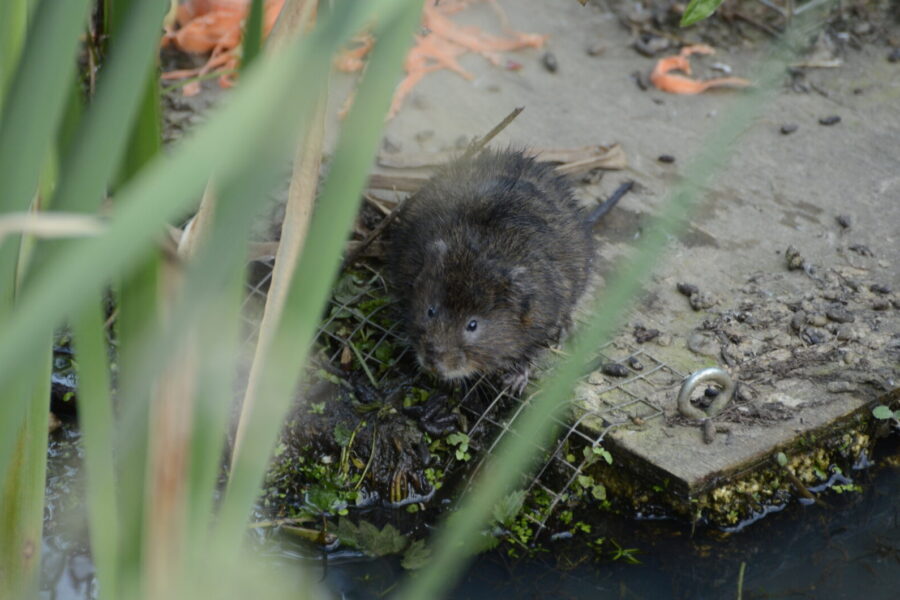 Kurmis pelėnas daro daugiau žalos nei manote: sužinokite, kaip jį atpažinti ir sustabdyti