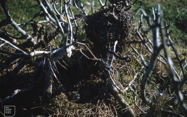 Ar įmanoma kelmą pašalinti be kasimo? 4 pigūs būdai, kurie veikia geriau už fizinę jėgą