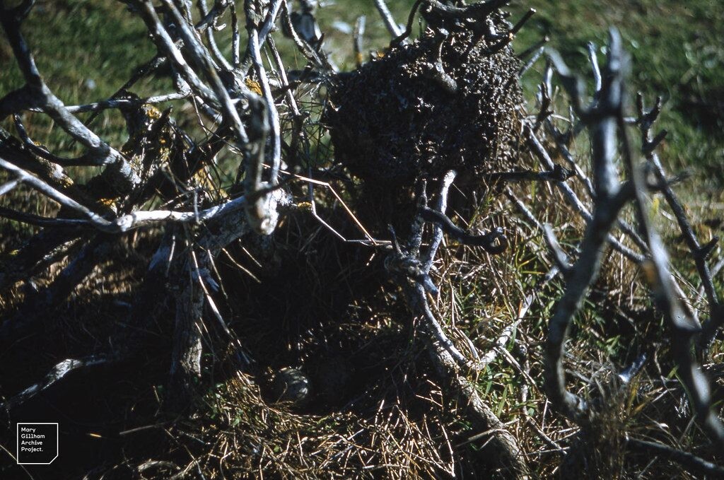 Ar įmanoma kelmą pašalinti be kasimo? 4 pigūs būdai, kurie veikia geriau už fizinę jėgą