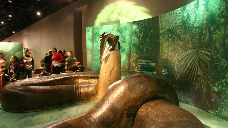 Atsitiktinis radinys atskleidė siaubą iš praeities: milžiniškos gyvatės medžiojo krokodilus ir banginius