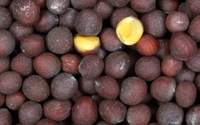 Juodoji garstyčia virtuvėje: paprastas būdas suteikti patiekalams daugiau skonio