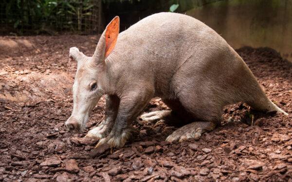 Ar esate girdėję apie šį šiurpų padarą? Mokslininkai įspėja, kad jo apetitas tiesiog neįtikėtinai didelis