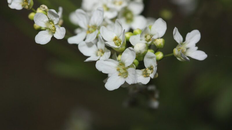 Krienai darže: svarbiausi patarimai sodininkams, kaip juos auginti, kad neperimtų visos lysvės