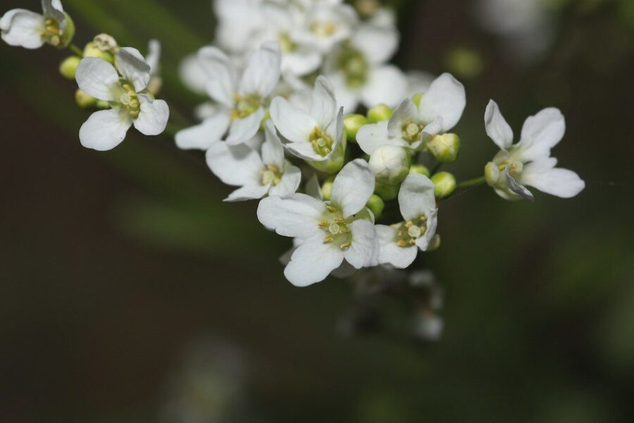 Krienai darže: svarbiausi patarimai sodininkams, kaip juos auginti, kad neperimtų visos lysvės