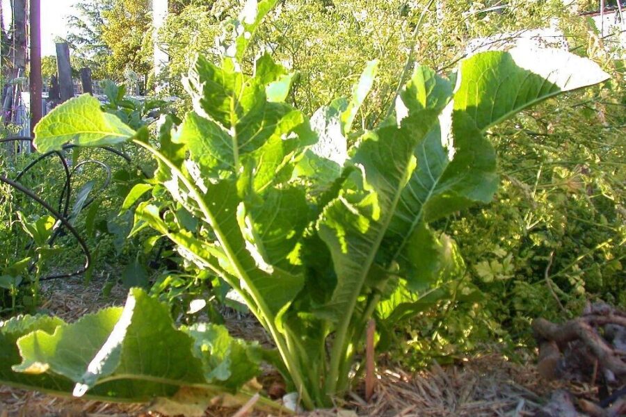 Krienai ne tik Velykoms: sužinokite, kuo šis aštrus šakniavaisis naudingas organizmui