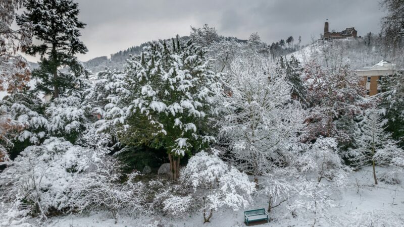 Nematoma žiemos žaizda, kuri naikina medžius: įvardijo, kaip šalčiai sunaikina vaismedžius