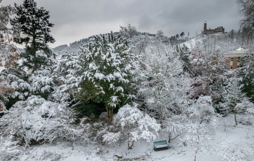 a bench in the middle of a snowy forest
