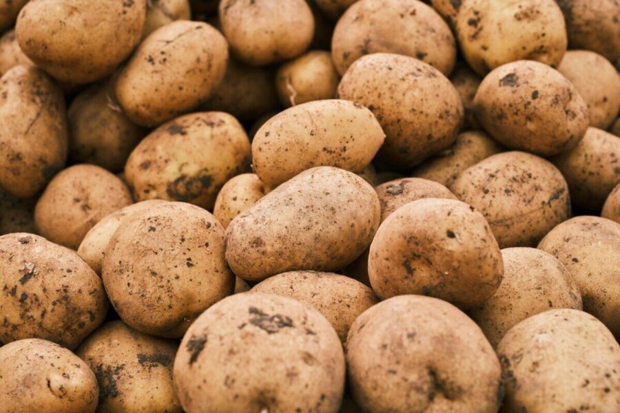 Bulvių derlių gali lemti vienas sprendimas prieš sodinimą: štai ką pataria specialistai