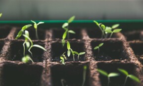 Close-up of green sprouts emerging from soil in seed trays, symbolizing growth and vitality.