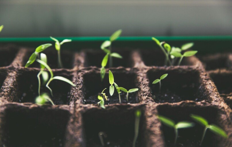 Close-up of green sprouts emerging from soil in seed trays, symbolizing growth and vitality.