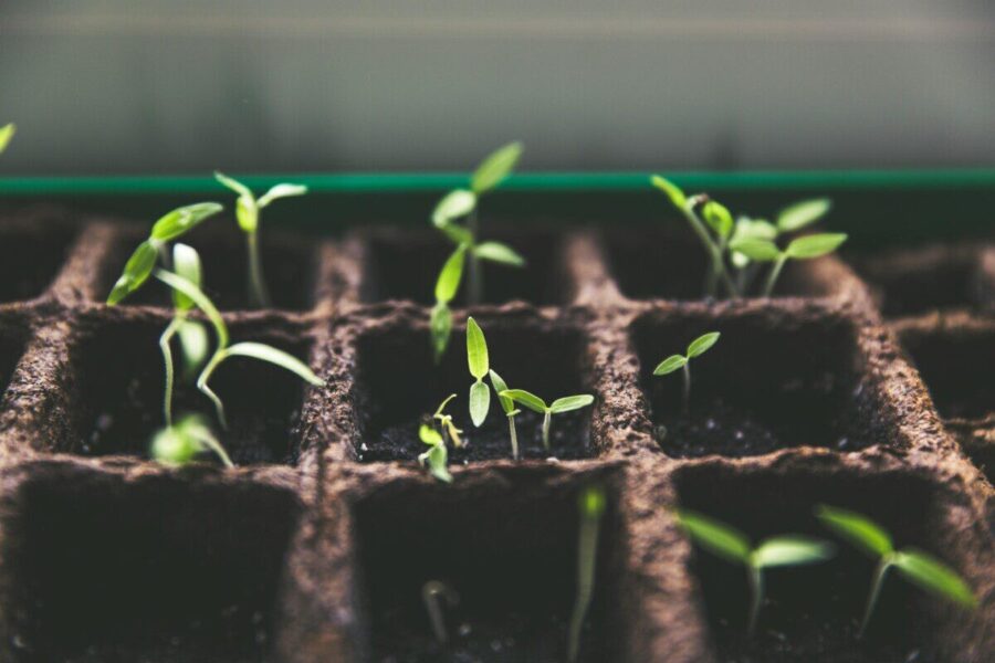 Close-up of green sprouts emerging from soil in seed trays, symbolizing growth and vitality.