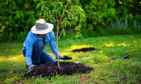 A person in a garden planting a young tree under bright sunlight, showcasing gardening efforts and nature's growth.