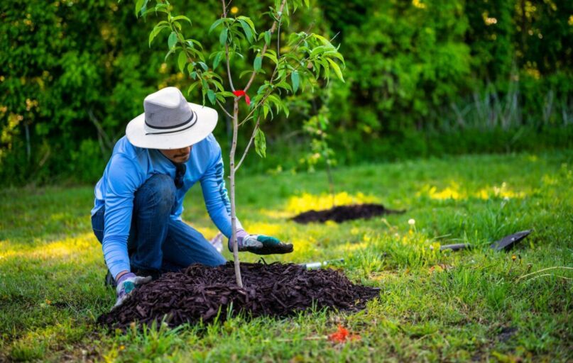 A person in a garden planting a young tree under bright sunlight, showcasing gardening efforts and nature's growth.