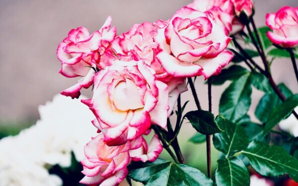 Natūralus rožių tręšimas pavasarį: svarbiausi patarimai, kaip ir kada tai daryti teisingai