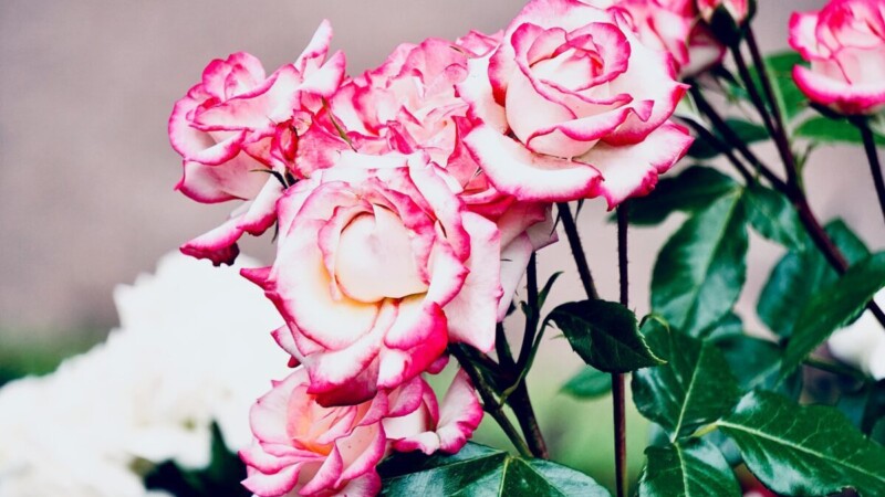 Natūralus rožių tręšimas pavasarį: svarbiausi patarimai, kaip ir kada tai daryti teisingai