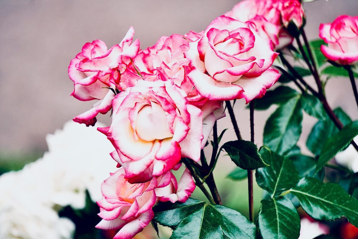 Natūralus rožių tręšimas pavasarį: svarbiausi patarimai, kaip ir kada tai daryti teisingai