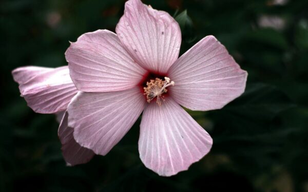 Hibiskas su milžiniškais žiedais: patarimai, kur sodinti ir kaip prižiūrėti, kad gausiai žydėtų