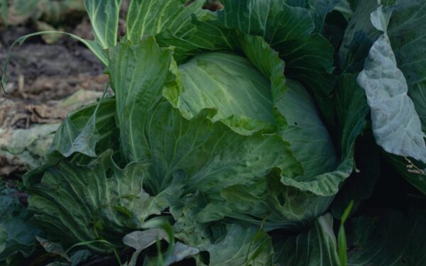 Sezonas, vertė ir receptų kryptys: sužinokite, kuo išsiskiria smailiagūžė kopūstė