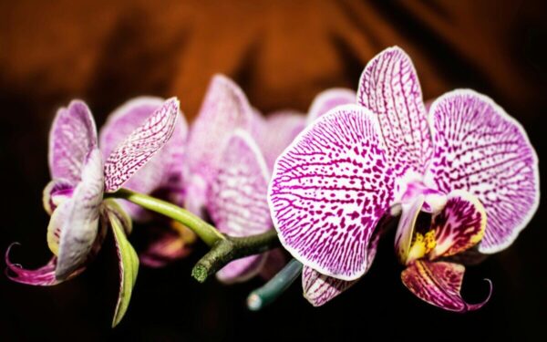 Orchidėjų priežiūros pagrindai: sužinokite, kaip trichoderma stiprina šaknis ir saugo nuo ligų