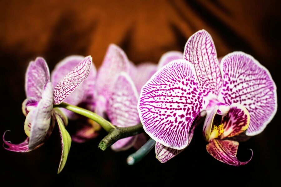 Orchidėjų priežiūros pagrindai: sužinokite, kaip trichoderma stiprina šaknis ir saugo nuo ligų