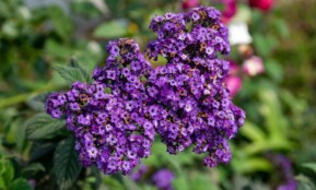Close-up of purple heliotrope flowers blossoming outdoors in bright sunlight.