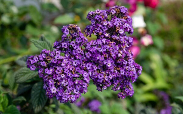 Šio augalo kvapas pritraukia bites ir žavi visą sodą: atskleidė, kaip sėkmingai jį užauginti