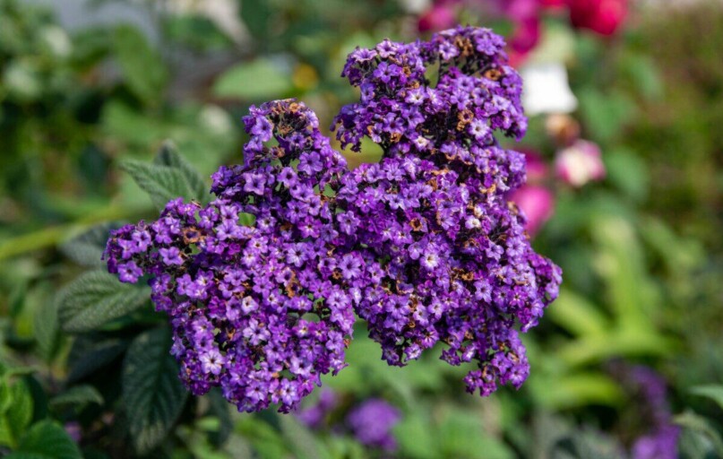 Close-up of purple heliotrope flowers blossoming outdoors in bright sunlight.