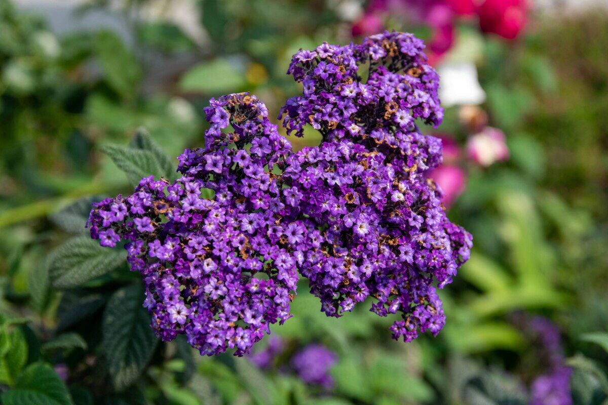 Šio augalo kvapas pritraukia bites ir žavi visą sodą: atskleidė, kaip sėkmingai jį užauginti