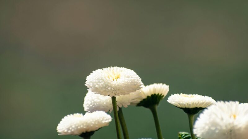 Saulutės namuose ir balkone: dažniausios greito nužydėjimo priežastys ir jų sprendimai