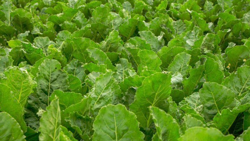 Sveikata ir skonis viename: mitybos specialistai atskleidžia, kodėl verta valgyti cukrinių runkelių lapus