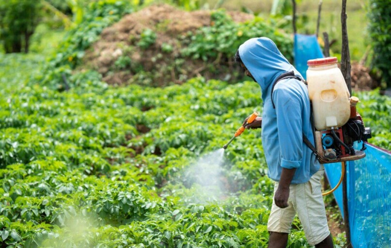 A farmer spraying crops in a lush vegetable field in Pattipola, Sri Lanka.