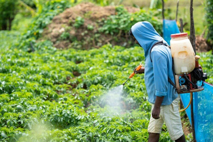 A farmer spraying crops in a lush vegetable field in Pattipola, Sri Lanka.