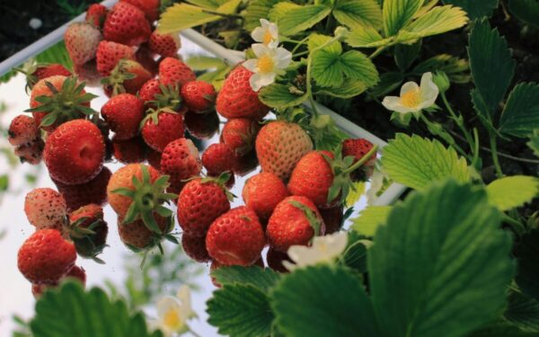 Senelio skaniųjų braškių paslaptis: du paprasti būdai saldesnėms ir kvapnesnėms uogoms