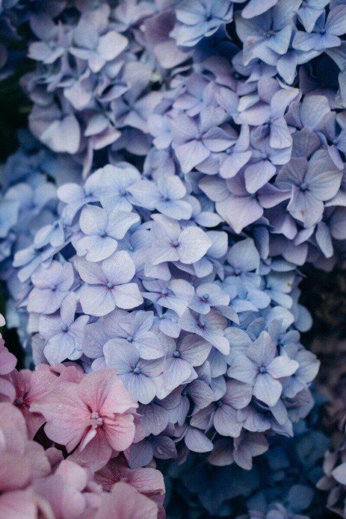 Close-up of vivid blue and pink hydrangeas showcasing natural beauty and color harmony.