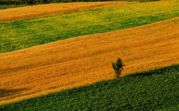 Šalnų padariniai verčia reaguoti: Vyriausybė planuoja paramą nukentėjusiems ūkininkams