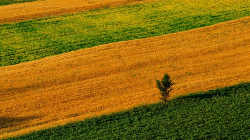 Šalnų padariniai verčia reaguoti: Vyriausybė planuoja paramą nukentėjusiems ūkininkams