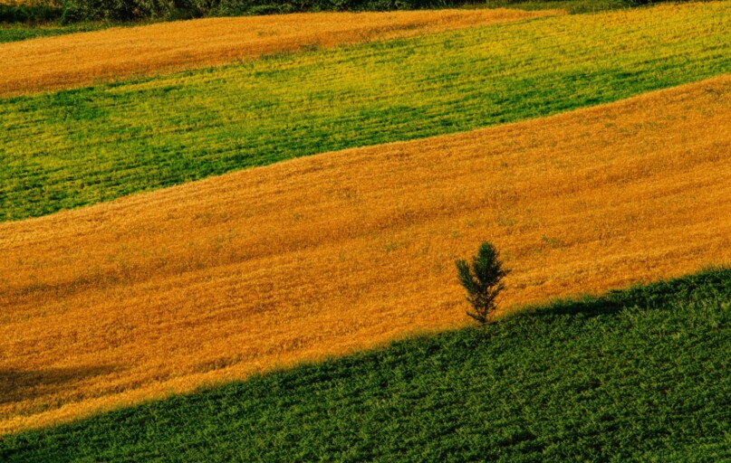 A vivid aerial shot highlighting the lush greens and golden yellows of a rural farmland landscape.