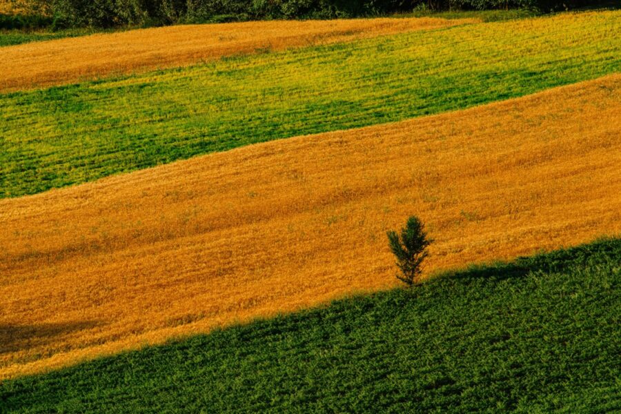 A vivid aerial shot highlighting the lush greens and golden yellows of a rural farmland landscape.
