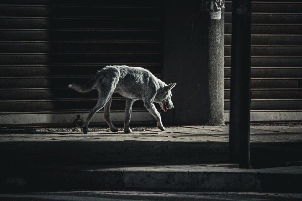 A wolf strides through an urban setting, capturing the wild spirit within the cityscape.